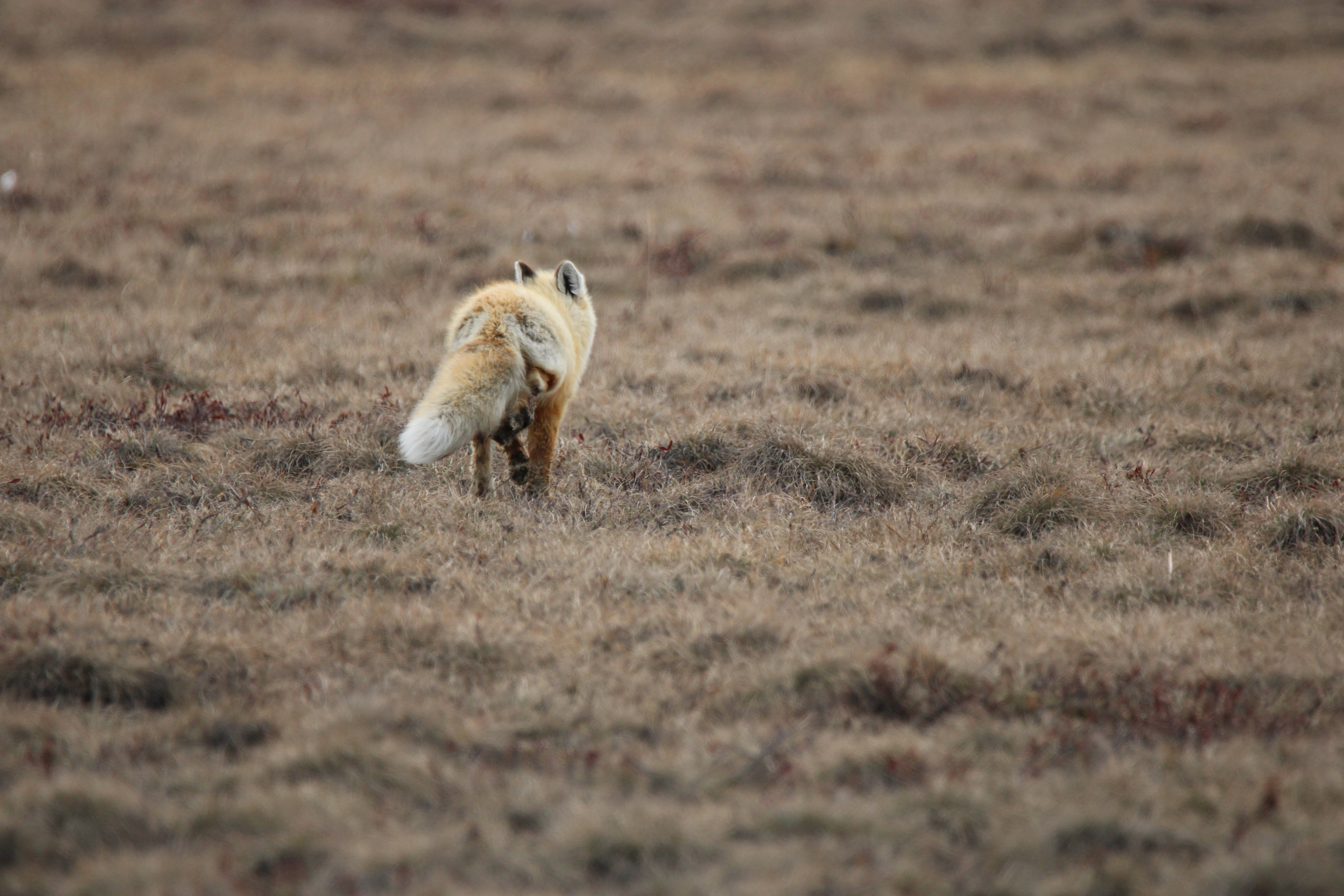 Red Fox